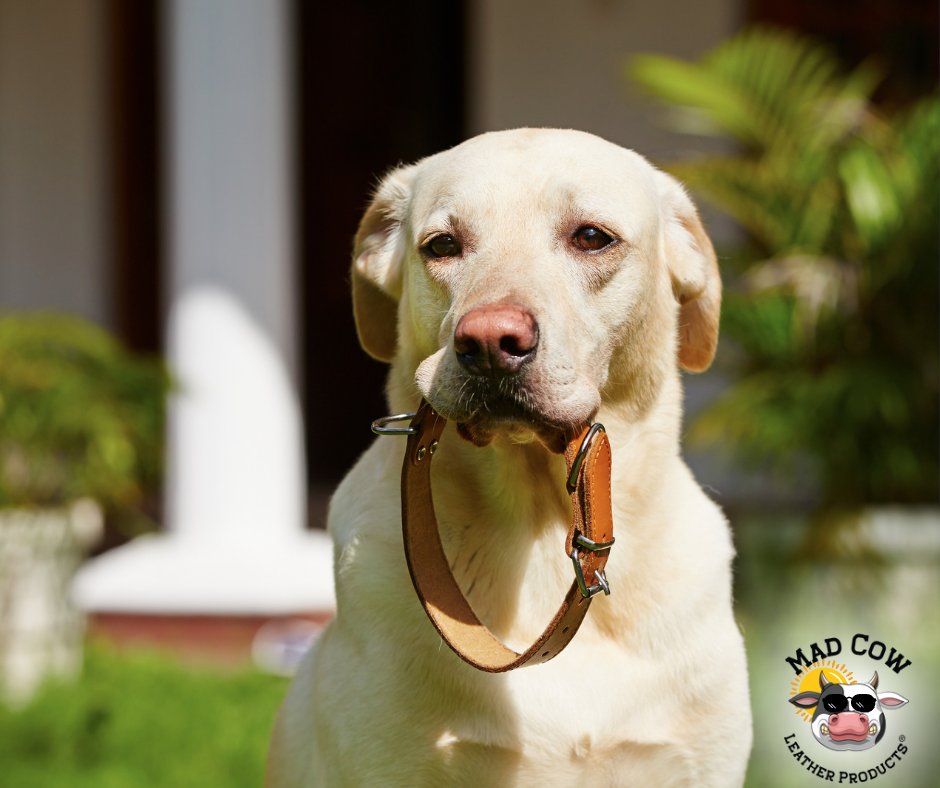 Don't forget that Mad Cow products are made from all natural products. Safe for people and safe for animals! #TryMadCow #MadCowLeatherProducts #DogCollar #LeatherCare #Dog #Protect #Leather #EcoFriendly