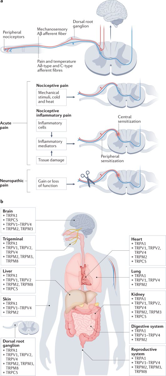 Pain and its molecular effectors.

Source: <a href="/Nature/">nature</a>

#neuroscience