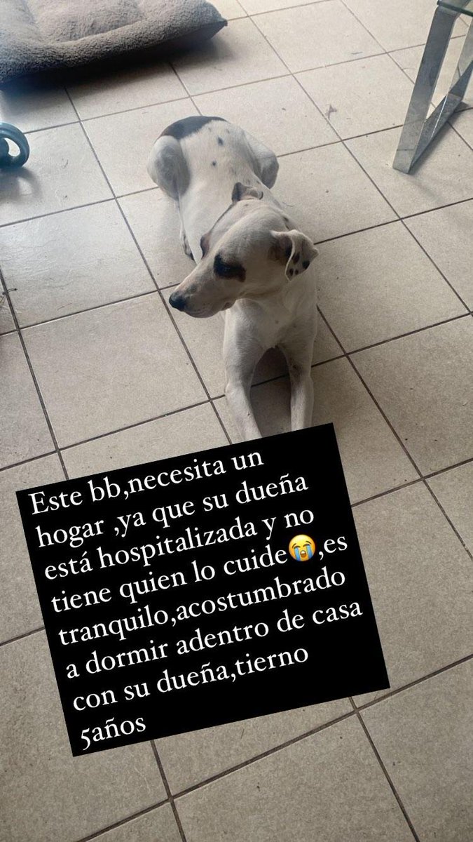 jenianino's tweet photo. Chicos urgente un hogar esta solito😢 @Ru_lif @XimenaAG70 @carolinapinoc @Este231261 @Perrosenlacalle @cristianmella @Perrosen2 @Salchichas_cl @gatadyungay @GabrielBoric @gloriabaettig @Hector8782 @fridaytrotsky @iiibvale @Kristian_Mella @kpam5 @marisepulved https://t.co/nbcxzL2BDP