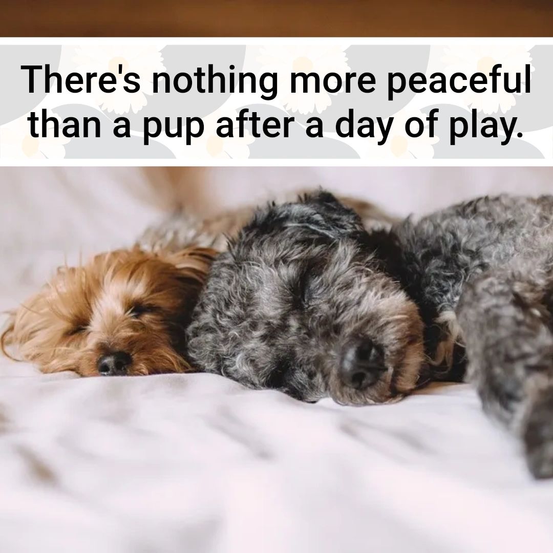 Camprunamuttcv's tweet photo. Which is why we're proud to be your pup's go-to place #DoggyDaycare! Whenever your dog needs a good run and plenty of time with other dogs in a supervised environment, just come on by. #CampRunAMuttChulaVista #Muttcams #CageFreeBoarding https://t.co/q6Uk4NUqBZ