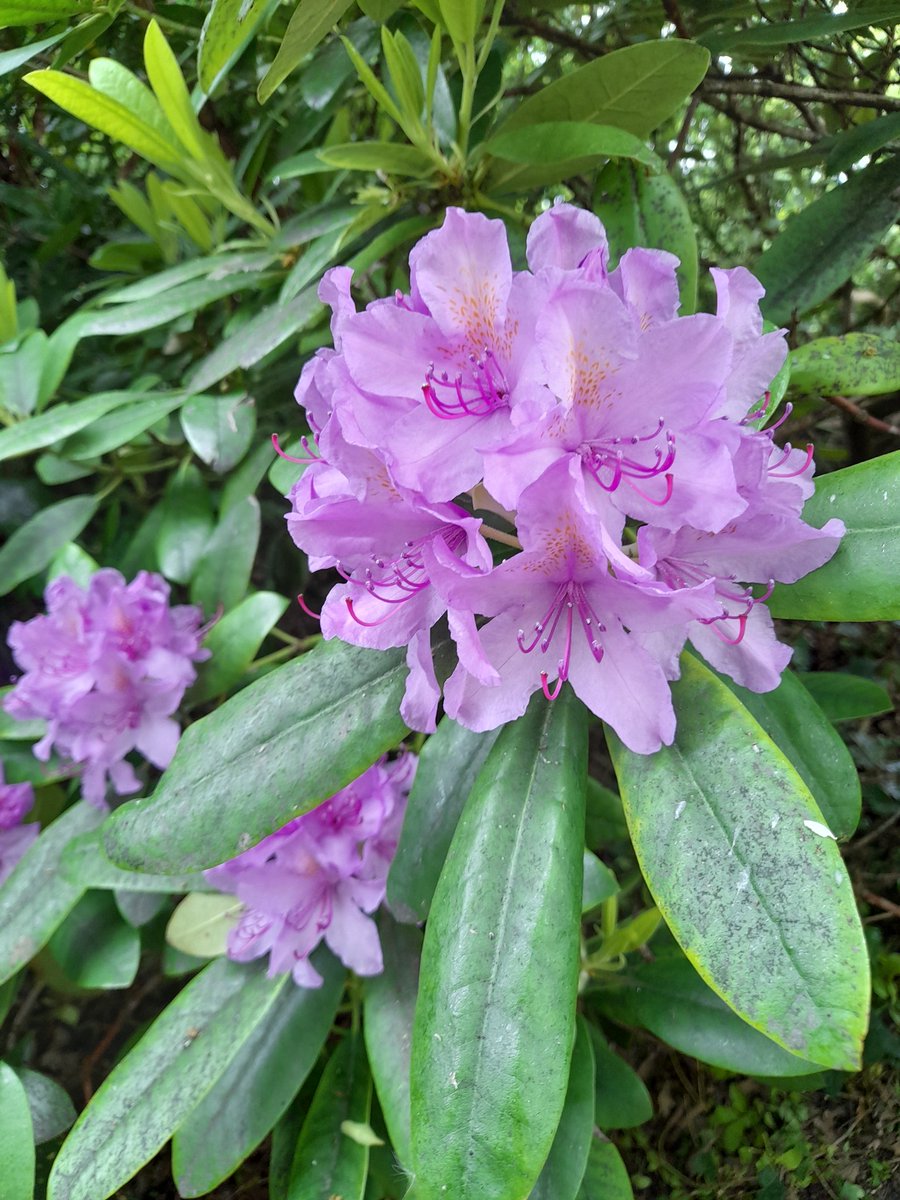 The rhododendrons are looking lovely at the moment, both in bud and full flowering form. Beauteous.
#northshields #tynemouth #NTCouncilTeam #whitleybay #fabulousflowers