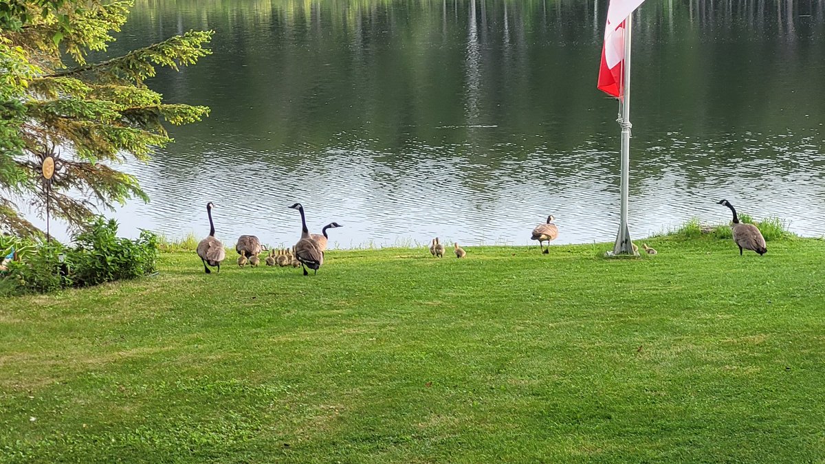 Babies are here for breakfast #CanadaGeese #lakelife