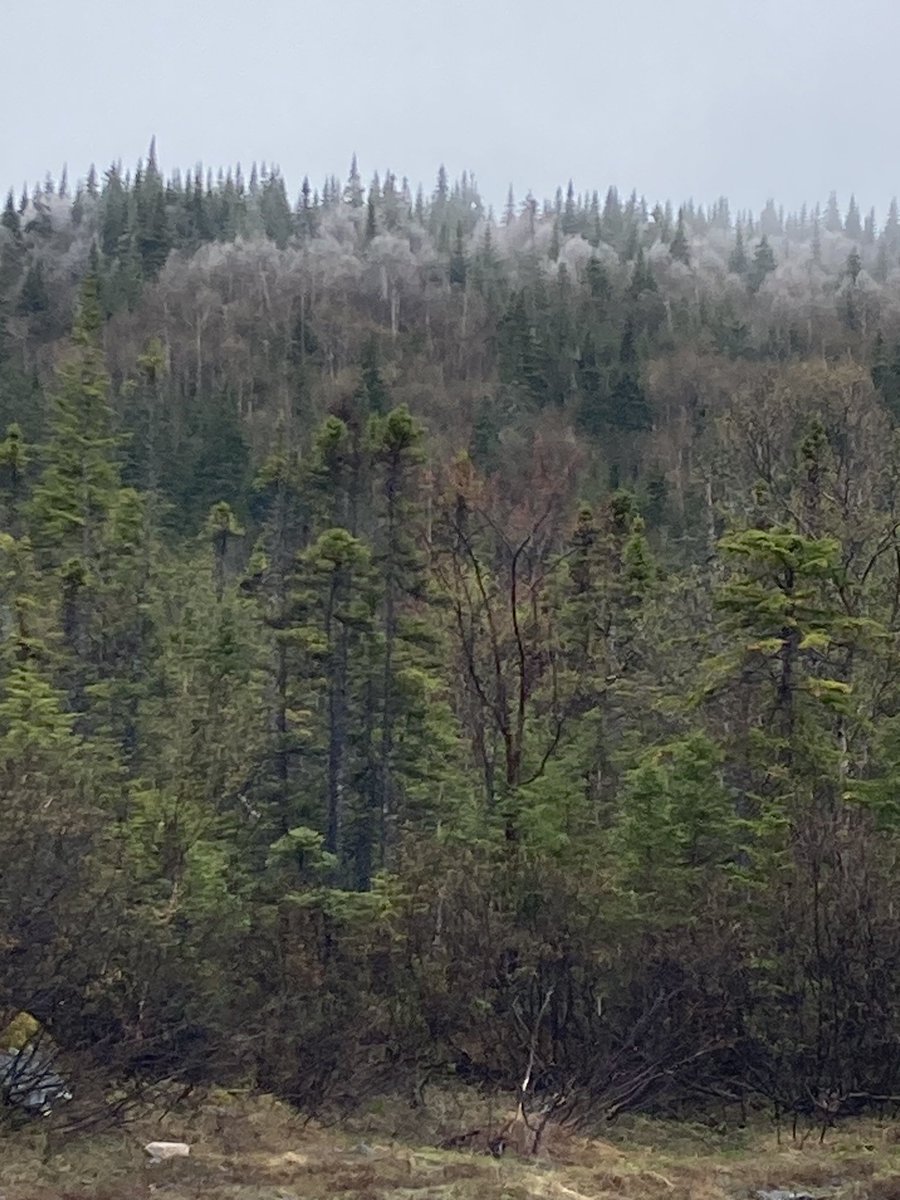 ianadey's tweet photo. Just up from CPL Pinksen turnoff from route 450. Snow and/or ice forming on the trees. #nlwx #cornerbrook https://t.co/7woVlHO2hK
