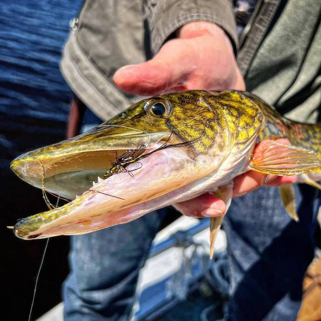 Panfishonthefly's tweet photo. I love these toothy critters! #panfishonthefly #pickerel #pickerelonthefly #toothycritters #warmwater #warmwaterflyfishing #warmwaterfly #flyfishing #slimerocket https://t.co/uhrAVDDeYV https://t.co/GlYDHPV7eO