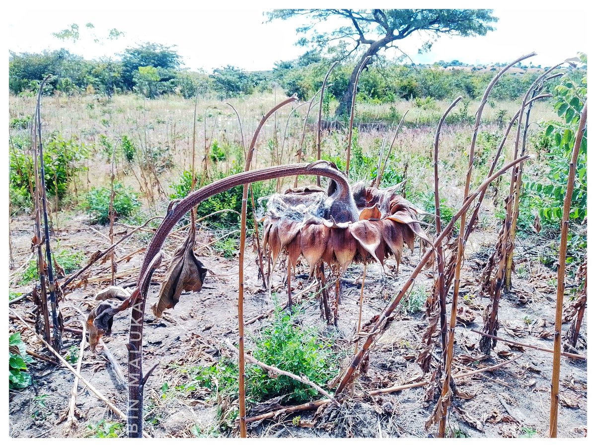 Sometimes we must think of LIFE ahead of a PROFIT. We didn't end these coming life, so we let the Nest Free and Choose not to harvest such Sunflower 🌻

📍 Lugalo, Kilolo Iringa