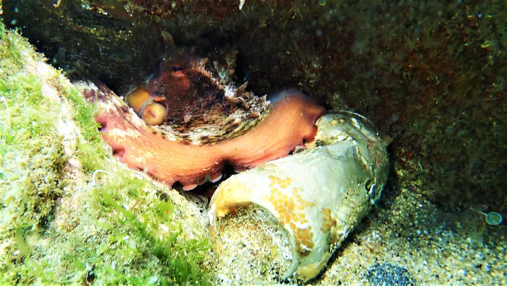 L'impacte dels residus a sotaigua. <a href="/Blaumar94/">Blaumar</a> <a href="/portdemataro/">Port de Mataró</a> <a href="/matarocat/">Ajuntament de Mataró</a> #Cressisub