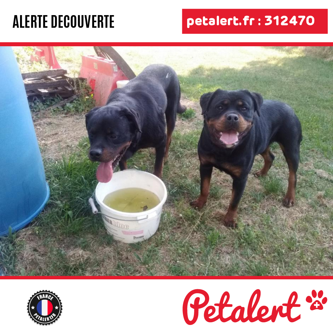 petalert_france's tweet photo. Trouvé #Chien #CharenteMaritime #Chepniers #Petalert #PetAlert17 / https://t.co/XvLGprFhRq https://t.co/0L8xinKMFU
