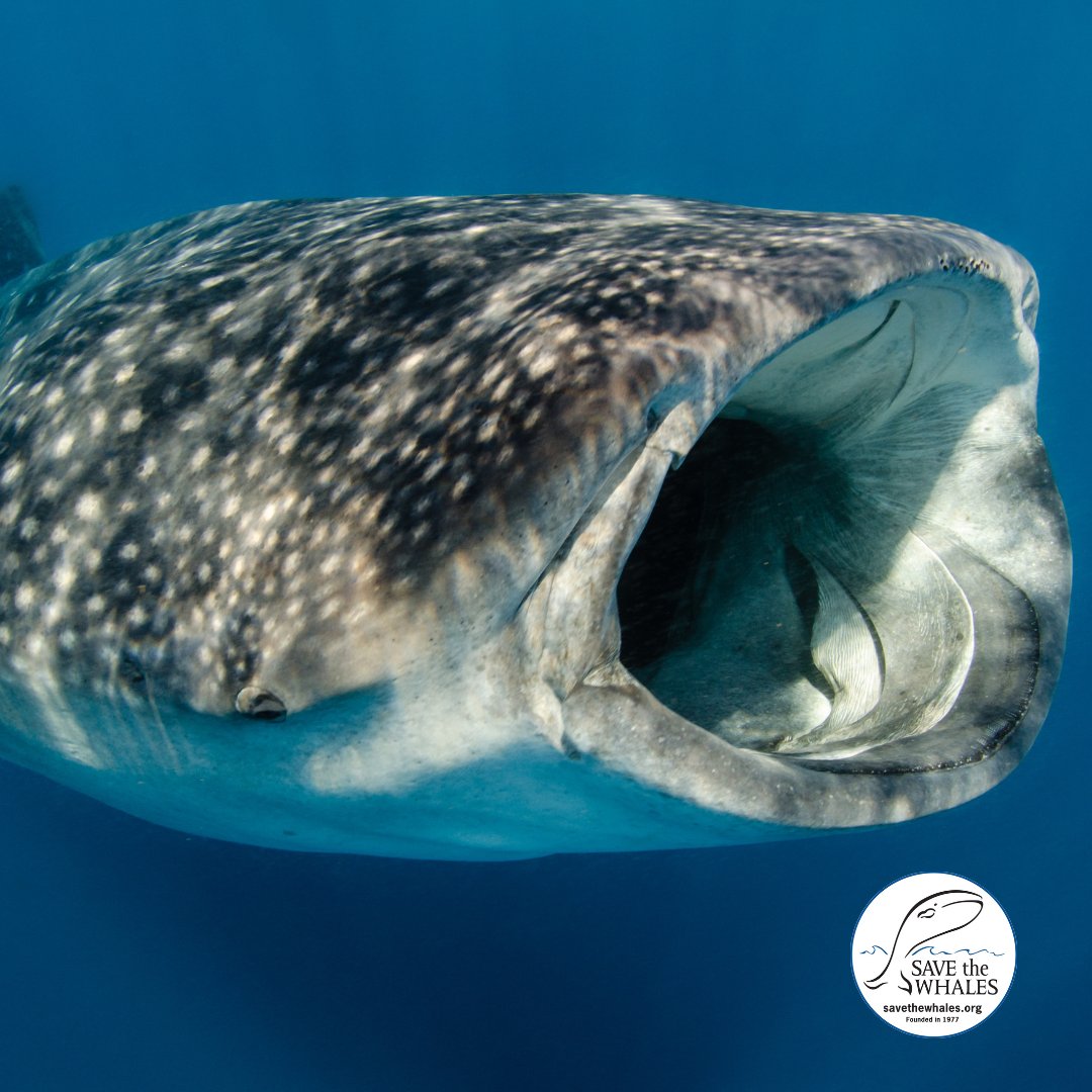 Whale sharks are not whales, but are the world’s largest fish. They are the third biggest animal in the ocean (after blue whales and fin whales) and can reach a length of 39 feet. They are not aggressive and pose no harm to humans. #savethewhales