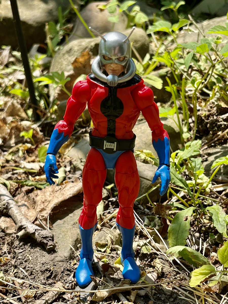 #AntMan has arrived!

#hasbro #hasbrotoypic #hasbromarvellegends #marvellegends #marvel #avengers #toypic #toypics #toyphotography #actionfigures #actionfigurephotography #figurephotography