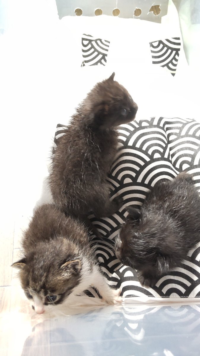 久しぶりの #里親募集
生後１ヶ月くらいの #仔猫
千歳工場で産まれました！
三毛は決まるかも。
母猫、白黒のもっふもふで、黒と茶？グレー？はもっふもふになるかも。