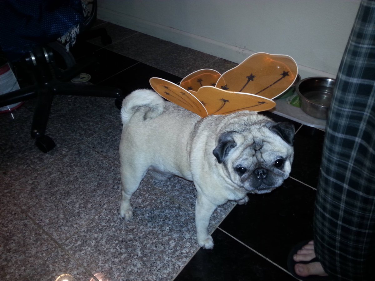 pugs_bot's tweet photo. https://t.co/O52tt7ECS4