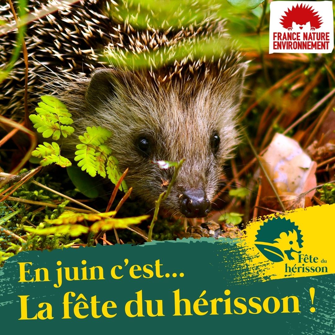 FNEasso's tweet image. 🦔 La première édition de la Fête du Hérisson arrive !
🥳 Du 17 au 25 juin, découvrez le #hérisson et la #biodiversité sous toutes ses formes !
👉 Retrouvez bientôt les évènements Fête du hérisson autour de chez vous sur bit.ly/FeteDuHerisson
#FêteDuHérisson #OpérationHérisson