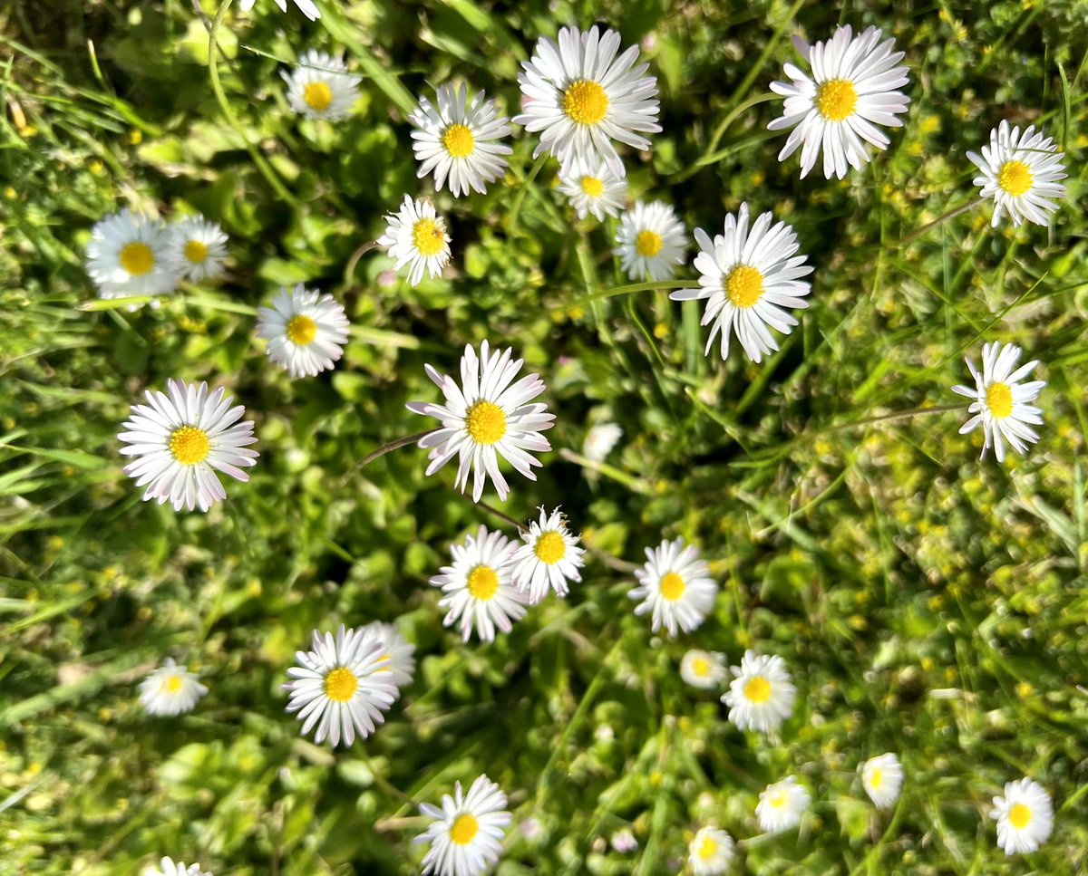 Day 3 #30DaysWild, the sun is shining (hooray!) and I’ve been enjoying the cheeriest patch of daisies 💚