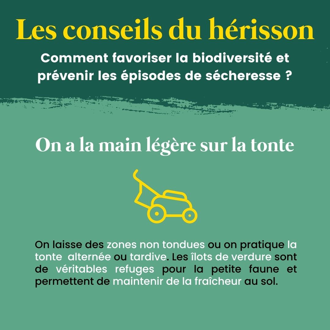 FNEasso's tweet image. 🦔 La première édition de la Fête du Hérisson arrive !
🥳 Du 17 au 25 juin, découvrez le #hérisson et la #biodiversité sous toutes ses formes !
👉 Retrouvez bientôt les évènements Fête du hérisson autour de chez vous sur bit.ly/FeteDuHerisson
#FêteDuHérisson #OpérationHérisson