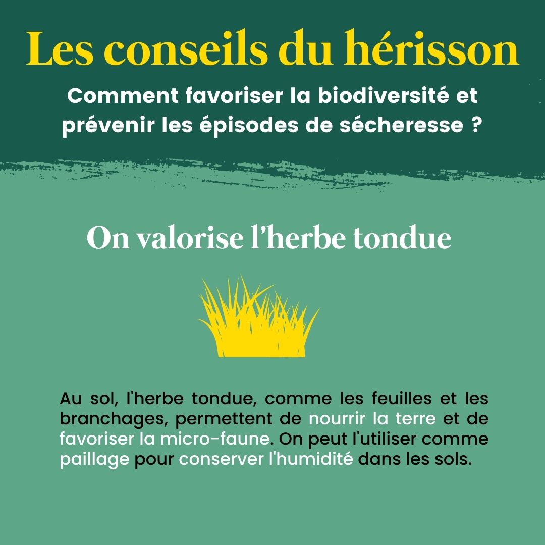 FNEasso's tweet image. 🦔 La première édition de la Fête du Hérisson arrive !
🥳 Du 17 au 25 juin, découvrez le #hérisson et la #biodiversité sous toutes ses formes !
👉 Retrouvez bientôt les évènements Fête du hérisson autour de chez vous sur bit.ly/FeteDuHerisson
#FêteDuHérisson #OpérationHérisson