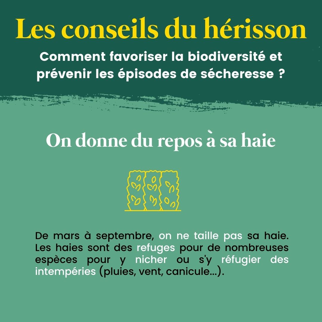 FNEasso's tweet image. 🦔 La première édition de la Fête du Hérisson arrive !
🥳 Du 17 au 25 juin, découvrez le #hérisson et la #biodiversité sous toutes ses formes !
👉 Retrouvez bientôt les évènements Fête du hérisson autour de chez vous sur bit.ly/FeteDuHerisson
#FêteDuHérisson #OpérationHérisson