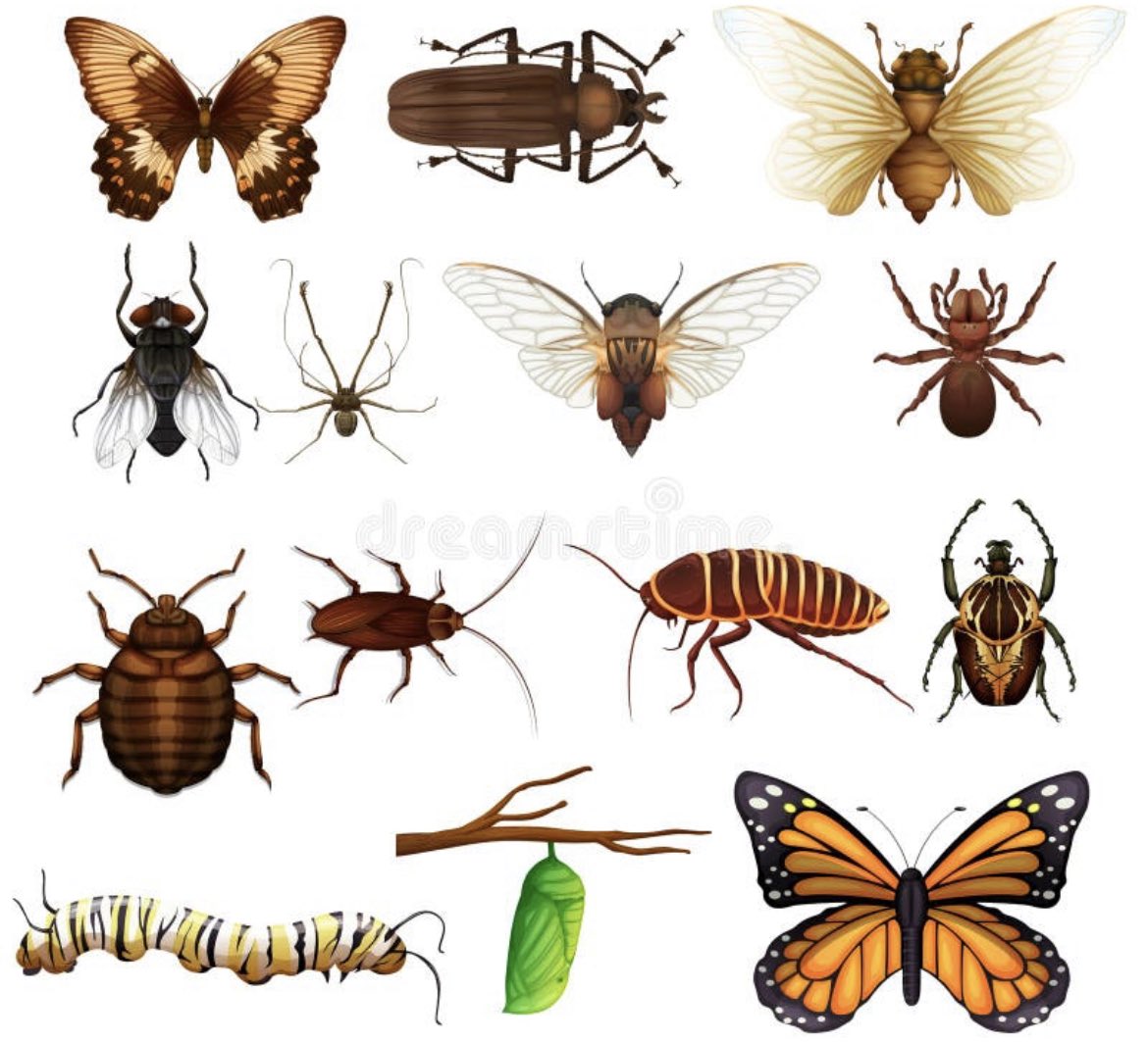 t_schyff60's tweet photo. Ligt het aan mij?
Zie 0,0 insecten.
Waar zijn ze? https://t.co/XqaZq03N6e