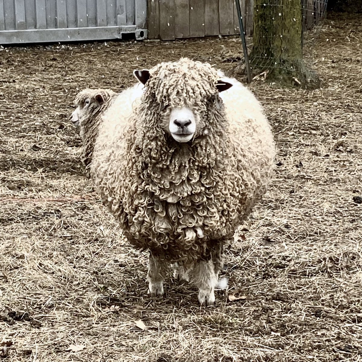 #Throwback to this rooooooound sheep!

#AltText: A very round and adorable sheep from our flock.
#SheepSaturday