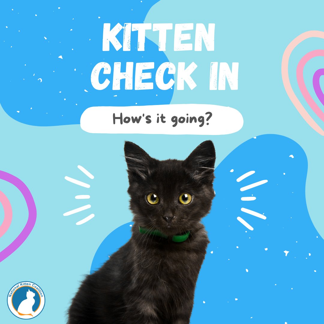 NationalKitten's tweet photo. It's Kitten Check-In time! Who is keeping you on your toes this month? Any updates since last month? Take a meow-ment and post your pics!
#savekittens #kittenrescue #kittencheckin https://t.co/bvMZ06NK6a