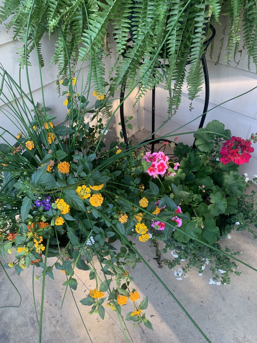 Summer flowers for #therunchathunt &amp; <a href="/therunchat/">#RunChat 🏃</a>.