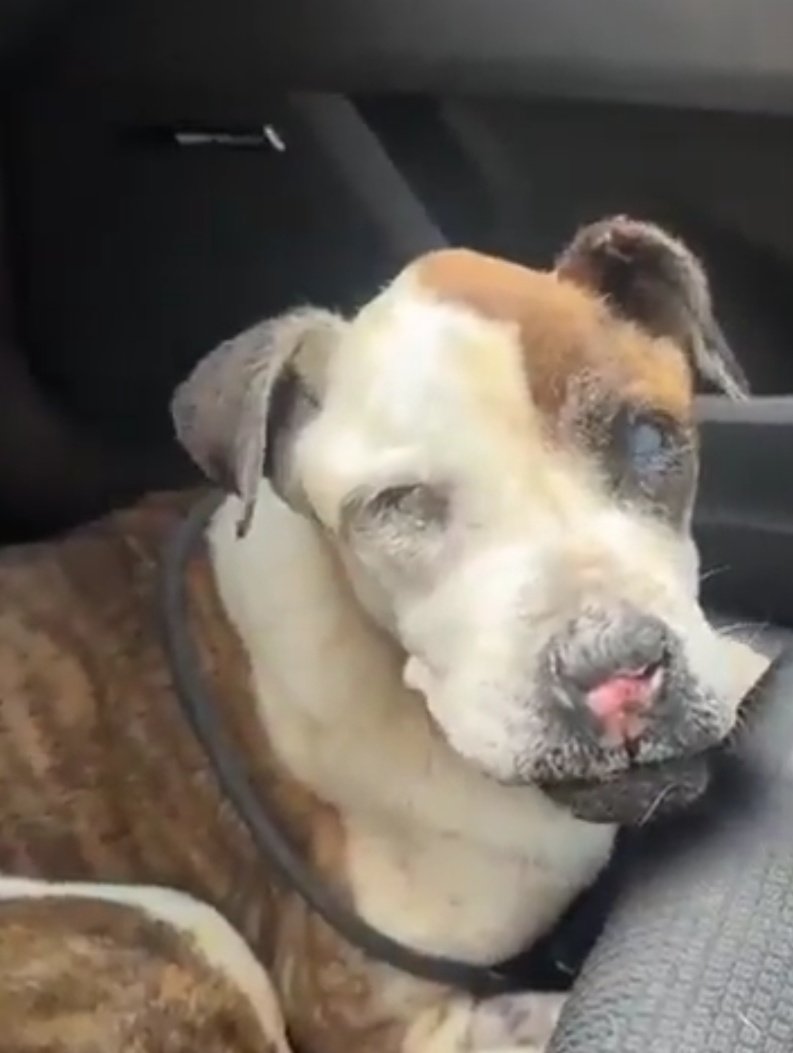 #CASTELLÓN 

💔 Maltratada

Y encadenada, ciega, a un árbol, esperando la muerte. 

Eso es lo que ha conocido de nosotros, sus monstruos💔
Si nadie la adopta, Athenea
irá a una jaula. 
Esta peque necesitaría conocer a un Ser Humano💔

☎️ 670558507