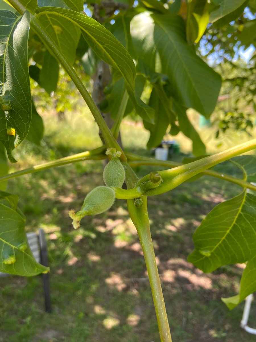 Benjamin Knofe tweet media