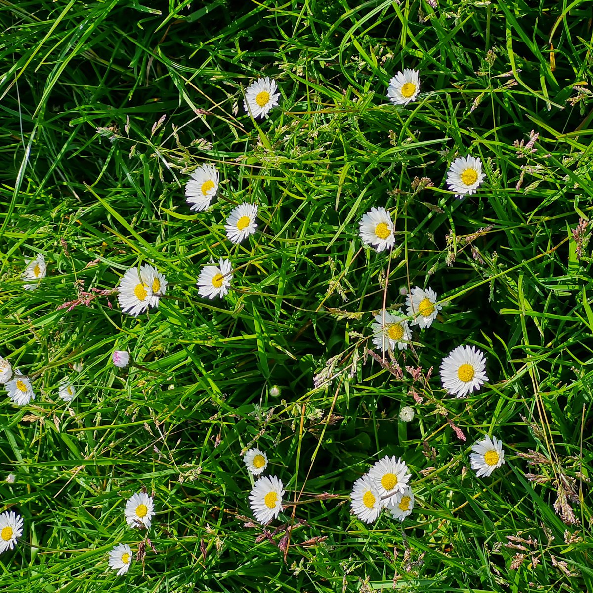MulleryMrs's tweet photo. My wild flowers. https://t.co/xUc9Ou1I6t