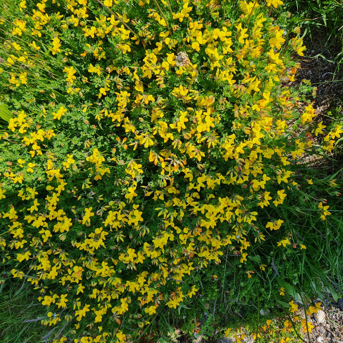 MulleryMrs's tweet photo. My wild flowers. https://t.co/xUc9Ou1I6t