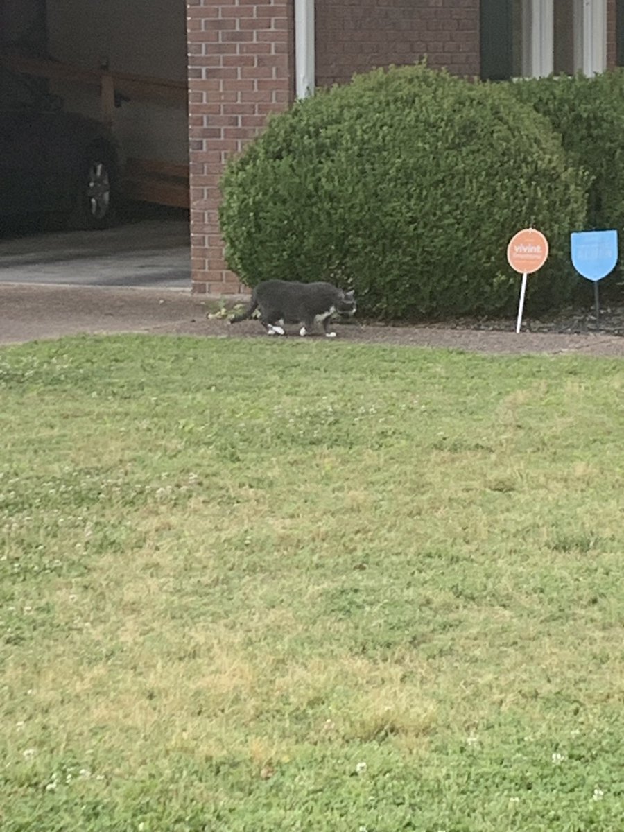 I was hunting a cat for #therunchathunt &amp; I thinking it was hunting something… <a href="/therunchat/">#RunChat 🏃</a>