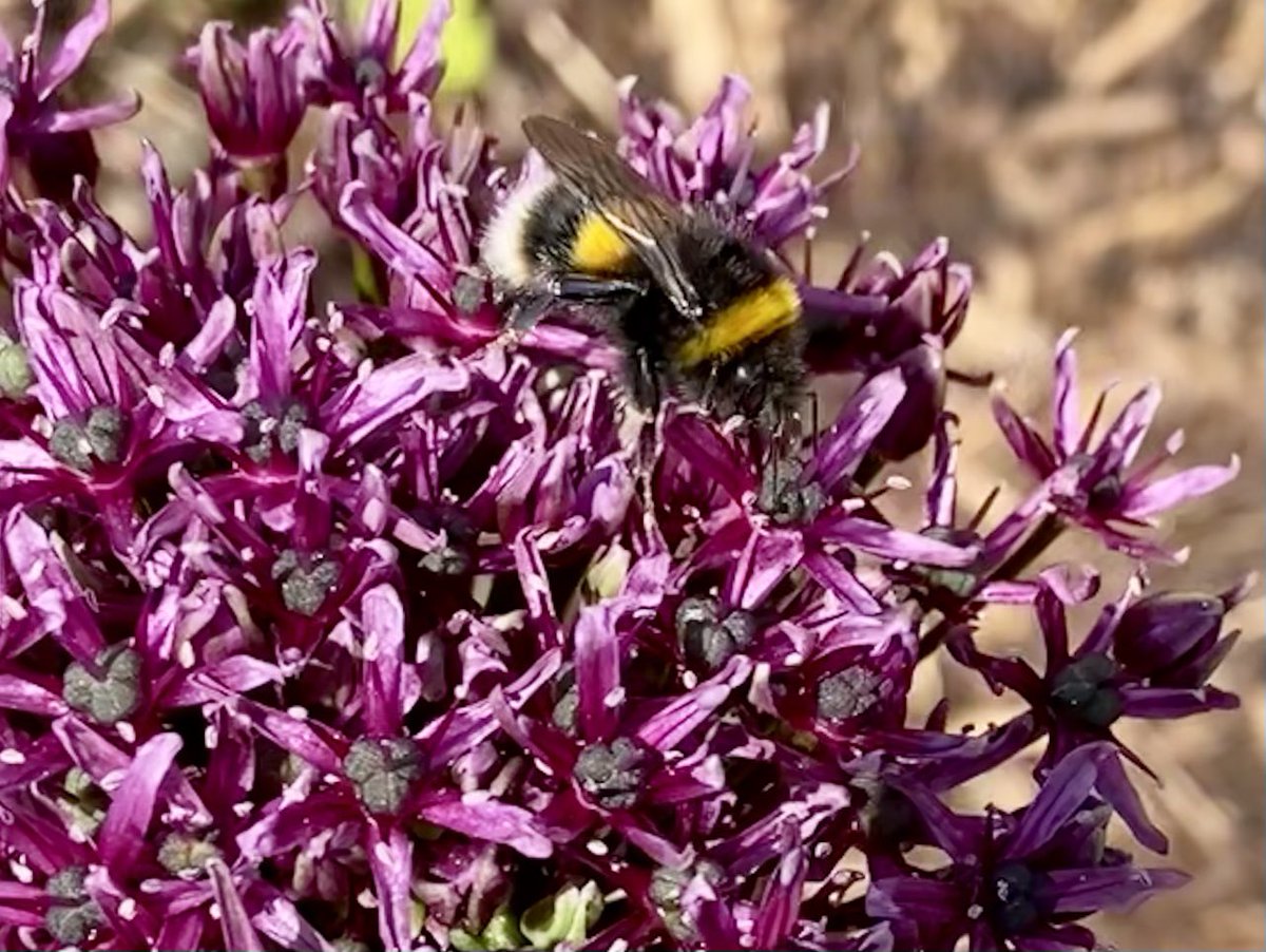 What a bee-auty ❤️🐝 #wildlifelovers  #mygardentoday #wildlife #britishwildlife #bringnatureback #naturelovers #gardeningforwildlife #countrylife #naturegarden #givenatureahome #wildifegarden #inmygarden #wildlifeconservation #nature #gardenwildlife #springgarden #bee #bees