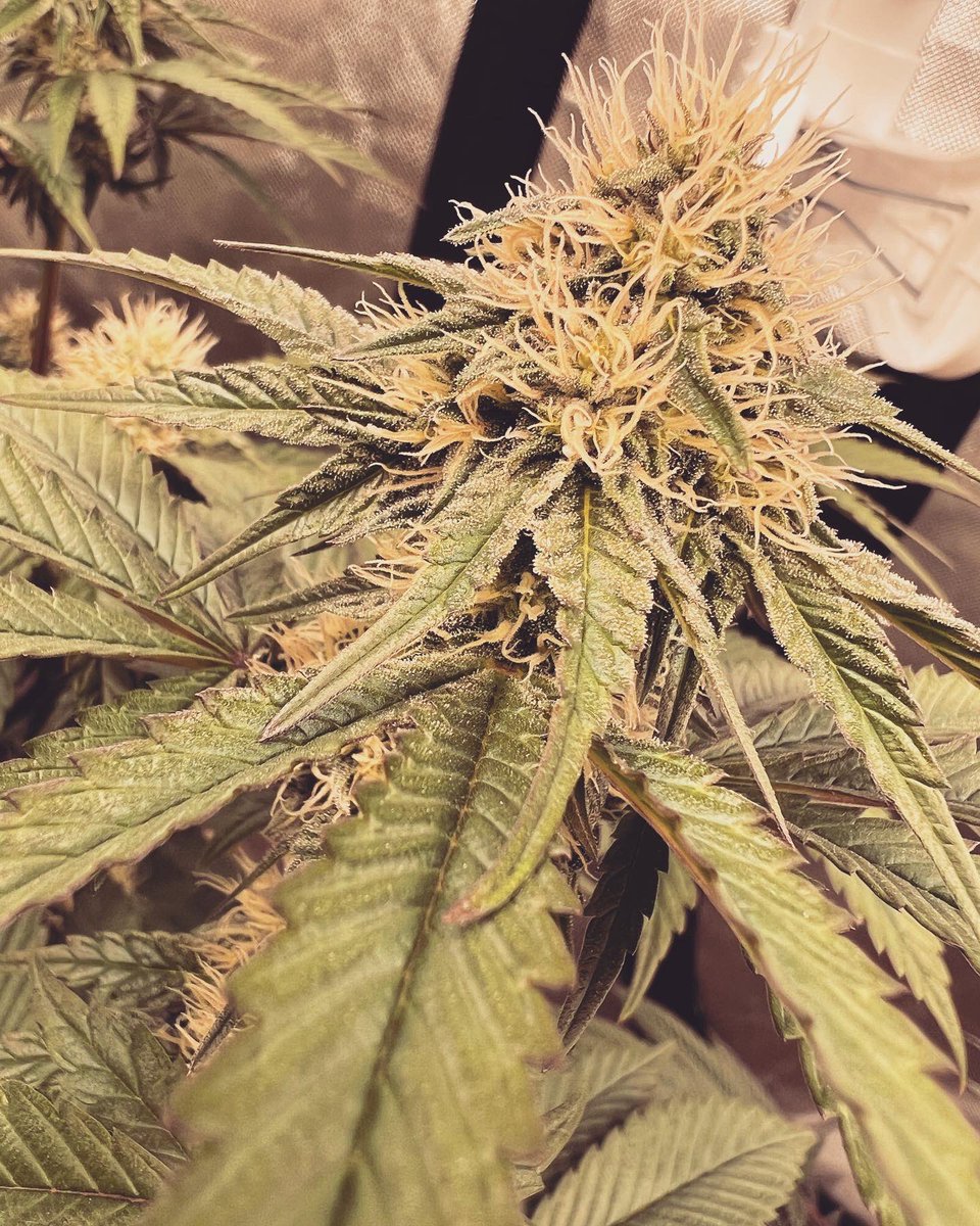 Gas_Mann420's tweet photo. Savage Genetics 🧬🔥✅⛽️ #GasMoney #Walipini #CommenGround #Mmemberville #CannabisCommunity #WeedLife #CraftBud #LotusNutrients https://t.co/8ZclVAySNb