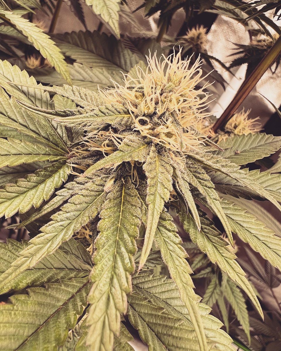 Gas_Mann420's tweet photo. Savage Genetics 🧬🔥✅⛽️ #GasMoney #Walipini #CommenGround #Mmemberville #CannabisCommunity #WeedLife #CraftBud #LotusNutrients https://t.co/8ZclVAySNb