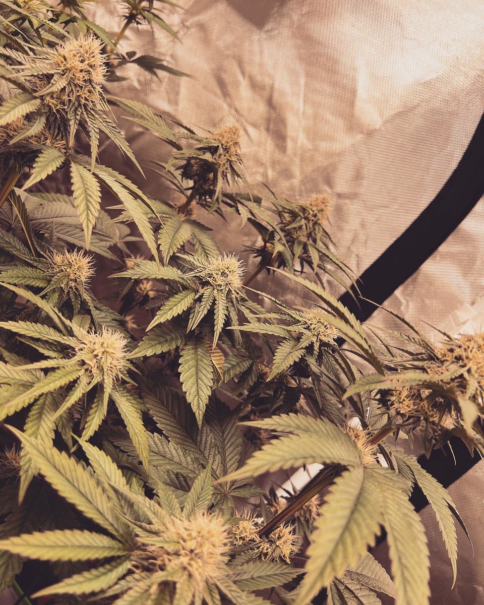 Gas_Mann420's tweet photo. Savage Genetics 🧬🔥✅⛽️ #GasMoney #Walipini #CommenGround #Mmemberville #CannabisCommunity #WeedLife #CraftBud #LotusNutrients https://t.co/8ZclVAySNb