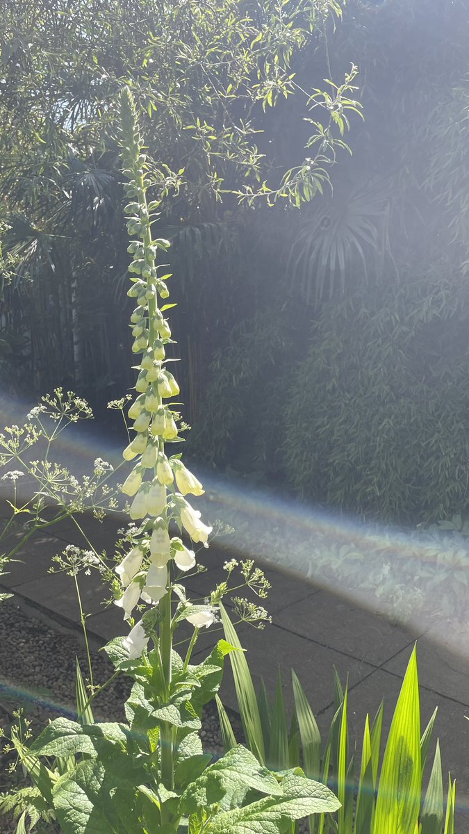 Does anyone else love foxgloves as much as I do?? 

Feel like they’re maybe losing out on the attention they deserve! Look at this lofty beast!