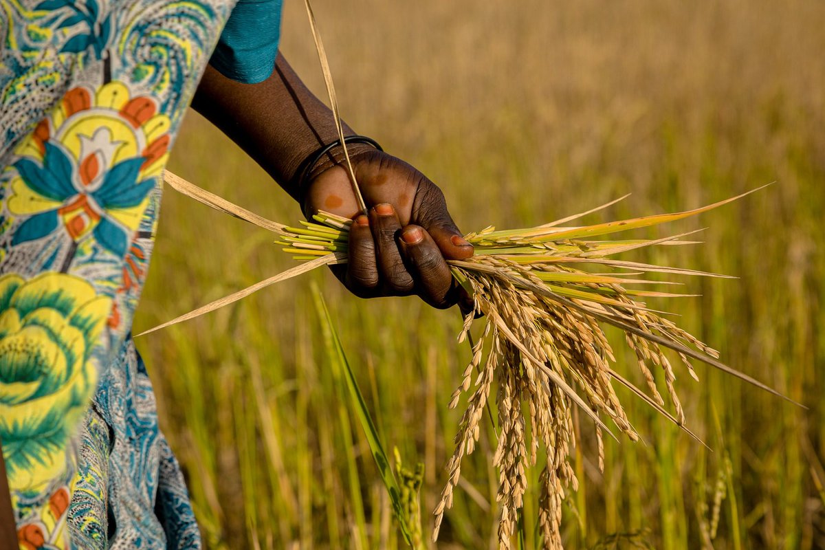 Researchers Harness AI to Forecast Crops in Africa, Aiding Food Crisis Management

#Agriculture #AI #artificialintelligence #croprotations #digitaltechnology #foodcrises #llm #machinelearning #rainfall #vegetationindex #yields

multiplatform.ai/researchers-ha…