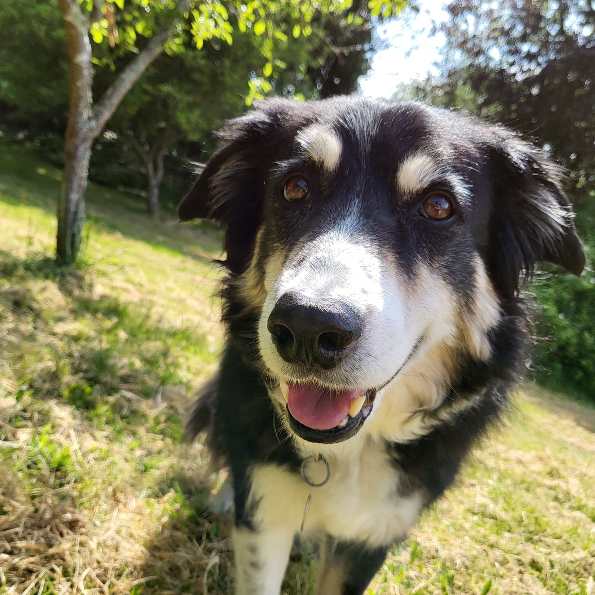 Whitebeam_Wood's tweet photo. Look at these 4 recent guests enjoying the garden while being dog sat by Emma at Dartmouth Canine Care who we recommend to our guests https://t.co/Ah5EvuLxzZ #dogsoftwitter @GoodVetPetGuide @BCTGB @TheGoodDogGuide  #alldogswelcome #selfcateringholidaycottage #SouthDevon https://t.co/ixvZyCOY0g