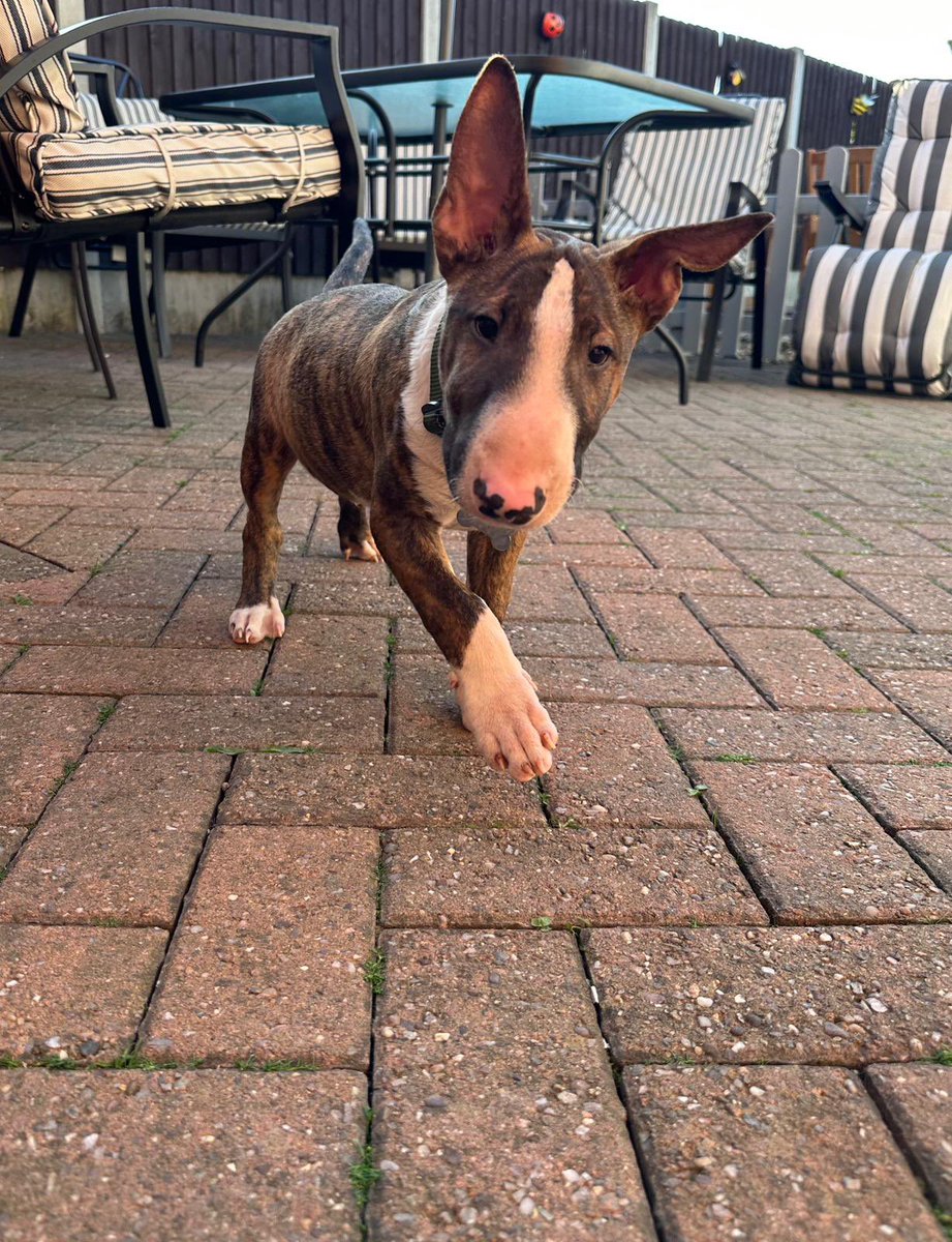 cosmicchippy's tweet photo. Look at my boy Norman https://t.co/DapXqTXjaT