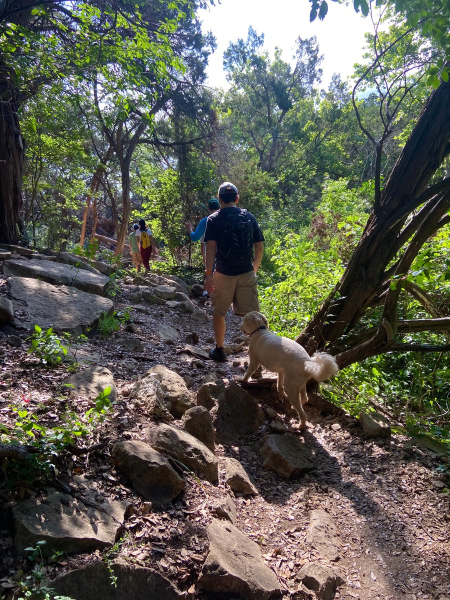 HalderAlaka's tweet photo. 🦃 Turkey Creek hike with @PCofAustin! 

We saw a pair of golden-cheeked warblers among the Ashe juniper trees. They're tiny, endangered, and only nest in Central TX (https://t.co/6NnZ9yFqZv)

I've lived in Austin for ~ 7 years and haven't seen any before https://t.co/64lz0U1XSP