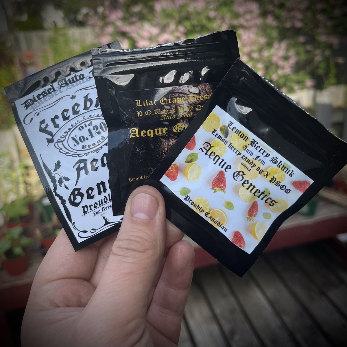 MyrceneDream's tweet photo. Time to pop these babies for this season’s outdoor grow. Diesel, Lilac Grape Diesel, and Lemon Berry Skunk

#outdoorgrow #homegrown #cannabiscommunity #cannabisgrowers https://t.co/oFMZNrrJBg
