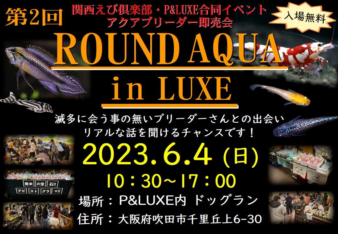 eightbee881's tweet photo. 明日はラウンドアクア（大阪府吹田市のP&amp;LUXE内）です！
私もレッドビーと赤タイガービーを持って参加します🦐
ブリーダーさんも沢山参加していますのでお時間ある方はお話しだけでもぜひお越し下さい😄 https://t.co/Y7SekD5Rxz