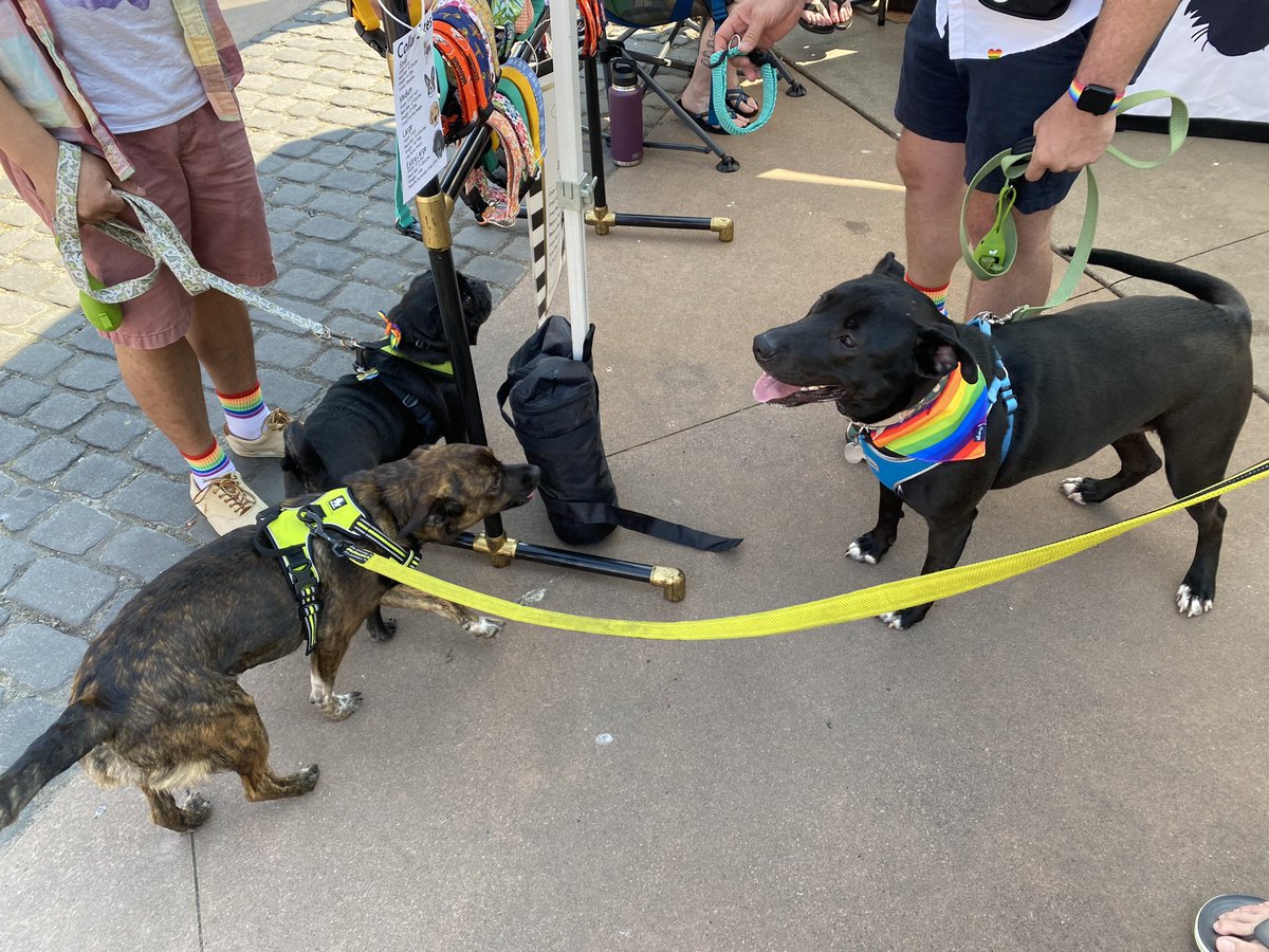 clevelandbazaar's tweet image. Dogs like shopping local, too! Bring yours down to see us 10-4:00 across from the @WestSideMarket in beautiful @ohiocitytweets!