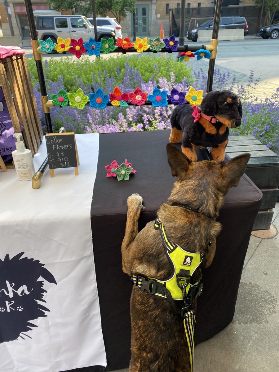 clevelandbazaar's tweet image. Dogs like shopping local, too! Bring yours down to see us 10-4:00 across from the @WestSideMarket in beautiful @ohiocitytweets!