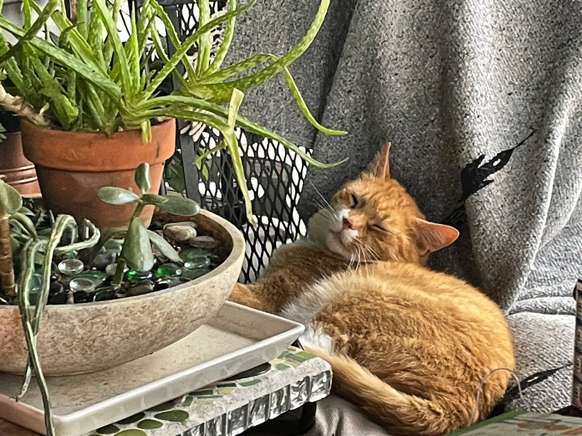 StephenTheStory's tweet photo. #HappyCaturday #CatsOfTwitter #Merril # https://t.co/aucZ8AAHsR