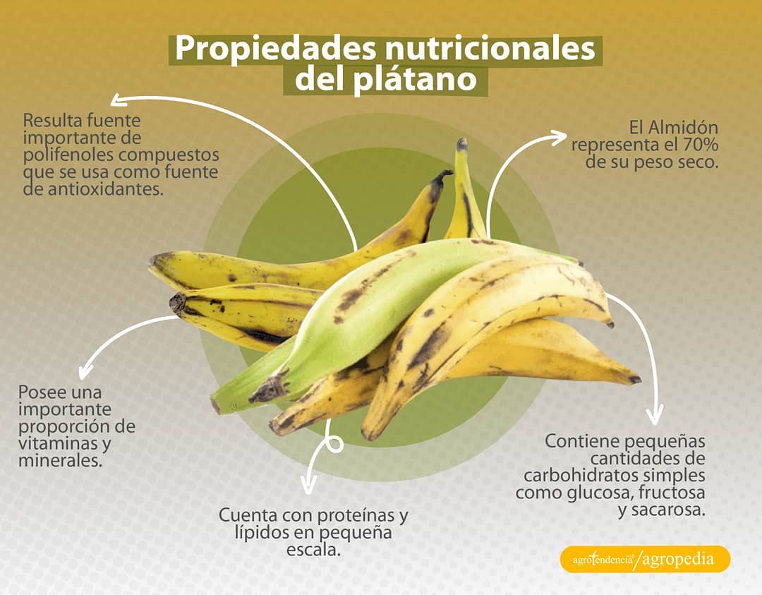 agrotendencia's tweet photo. "Alimento versátil y delicioso, con propiedades nutricionales formidable"
¿Sabes cómo se produce el plátano?
Conoce todo su proceso en nuestra agropedia.
Ingresa en: https://t.co/2CubnILRRR
#platano #musaceae #nutricion #alimento #seguridadalimentaria https://t.co/6fG8bPFQaA
