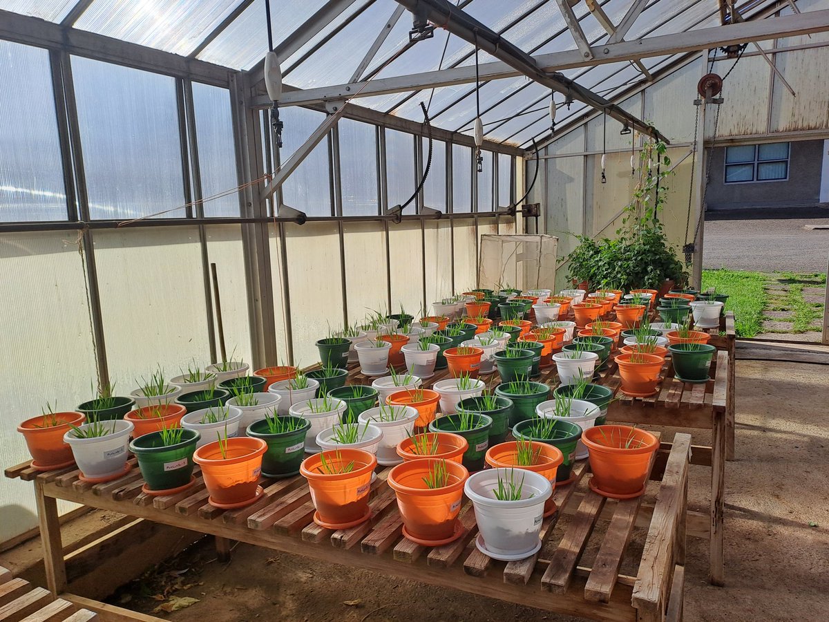DerejeTirfessa's tweet photo. A greenhouse pot trial with barley to evaluate the impacts of lime and phosphorus.
#AcidSoils #GAIA
#Pottrials
#Agronomy
#CIMMYT
#Ethiopia https://t.co/VbOEt8QQkW