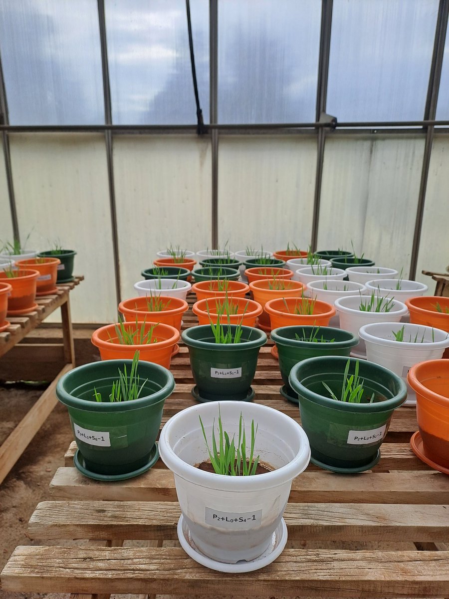 DerejeTirfessa's tweet photo. A greenhouse pot trial with barley to evaluate the impacts of lime and phosphorus.
#AcidSoils #GAIA
#Pottrials
#Agronomy
#CIMMYT
#Ethiopia https://t.co/VbOEt8QQkW