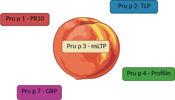 Aller_MD's tweet photo. #Immunotherapy with Pru p 3 for #food #allergy to peach and non-specific lipid transfer protein: a systematic review. Open Access. https://t.co/yLTW2VLbkP https://t.co/dF66P7dtuz