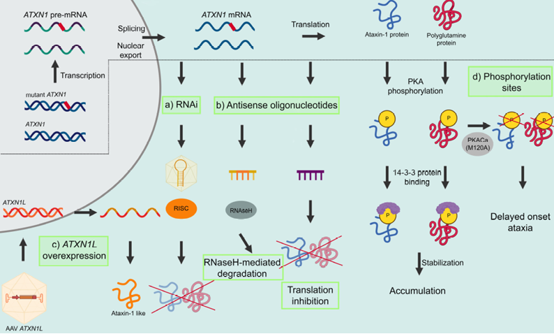 AtaxiasARG's tweet photo. Therapeutic Strategies for Spinocerebellar Ataxia Type 1 (#SCA1), an autosomal dominant neurodegenerative disorder that affects one or two individuals per 100,000
#mdpibiomolecules @Biomol_MDPI
https://t.co/eVpcQLMVB6 https://t.co/GiPBLrgiC0