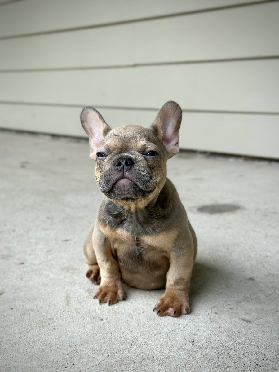 D_Hackk's tweet photo. #frenchbulldog #frenchie #houston #puppy #puppylove https://t.co/xLupER2lA4