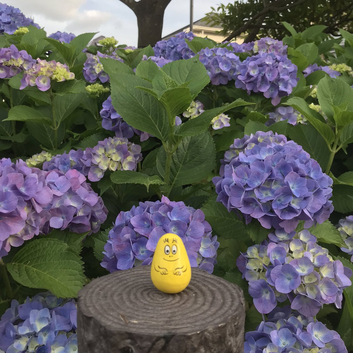 bbpp_koboshi's tweet photo. お散歩先の至るところに紫陽花がきれいに咲いています。

 #起き上がり小法師 #okiagarikoboshi #barbapapa #バーバパパ #バーバパパの起き上がり小法師 #野沢民芸品製作企業組合 #バーバズー #hydrangea #紫陽花 https://t.co/5DlAzhAFjG